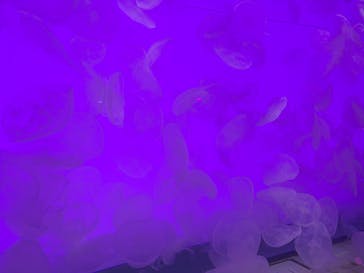 アクアワールド茨城県大洗水族館に投稿された画像（2025/11/23）