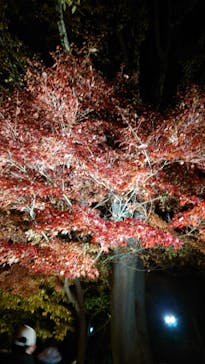 江戸東京たてもの園に投稿された画像（2025/11/23）