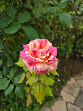 横浜イングリッシュガーデンに投稿された画像（2025/11/23）