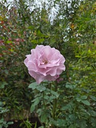 横浜イングリッシュガーデンに投稿された画像（2025/11/23）