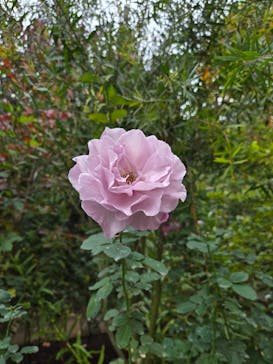 横浜イングリッシュガーデンに投稿された画像（2025/11/23）