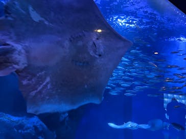 マクセル アクアパーク品川に投稿された画像（2025/11/23）