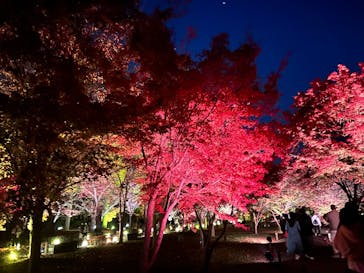 NAKED meets 二条城 2025 観月に投稿された画像（2025/11/23）