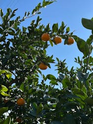 あかざと園に投稿された画像（2025/11/23）