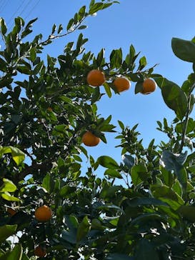 あかざと園に投稿された画像（2025/11/23）