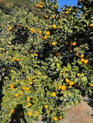 あかざと園に投稿された画像（2025/11/23）