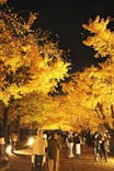国営昭和記念公園 秋の夜散歩に投稿された画像（2025/11/23）