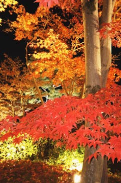 国営昭和記念公園 秋の夜散歩に投稿された画像（2025/11/23）
