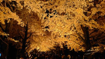国営昭和記念公園 秋の夜散歩に投稿された画像（2025/11/23）