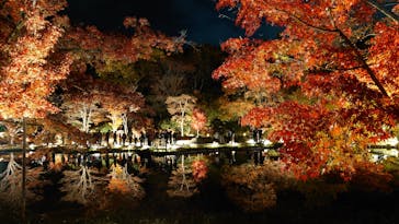 国営昭和記念公園 秋の夜散歩に投稿された画像（2025/11/23）