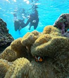 オースリーシュノーケル宮古島に投稿された画像（2025/11/23）