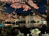 国営昭和記念公園 秋の夜散歩に投稿された画像（2025/11/23）