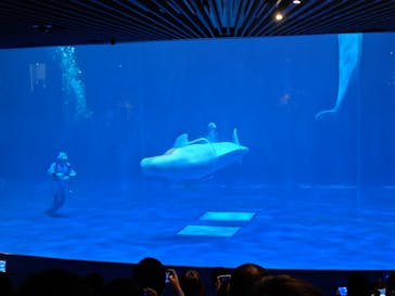 島根県立 しまね海洋館に投稿された画像（2025/11/23）