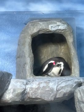 新江ノ島水族館に投稿された画像（2025/11/23）