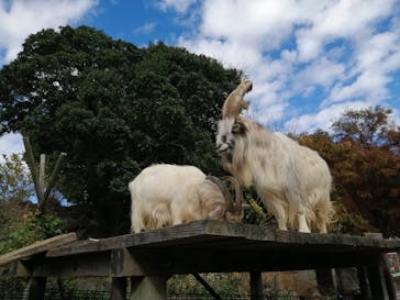 伊豆シャボテン動物公園に投稿された画像（2025/11/23）
