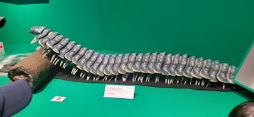 特別展「大絶滅展―生命史のビッグファイブ」に投稿された画像（2025/11/23）