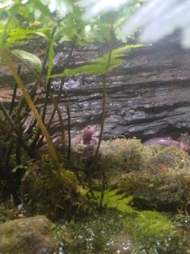 世界淡水魚園水族館　アクア・トトぎふに投稿された画像（2025/11/23）