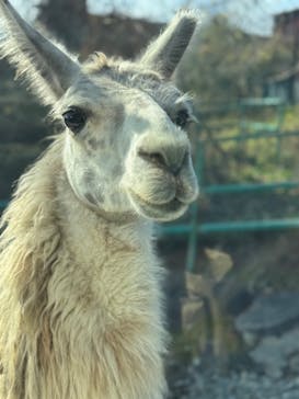 東北サファリパークに投稿された画像（2025/11/23）