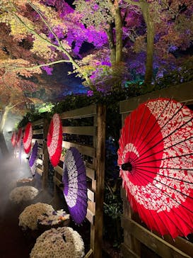 修善寺虹の郷に投稿された画像（2025/11/23）