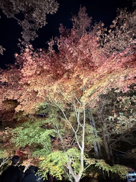 国営昭和記念公園 秋の夜散歩に投稿された画像（2025/11/23）