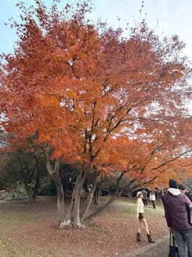国営昭和記念公園 秋の夜散歩に投稿された画像（2025/11/23）