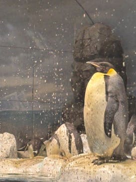 名古屋港水族館に投稿された画像（2025/11/23）