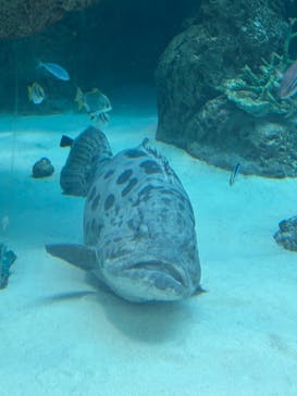 名古屋港水族館に投稿された画像（2025/11/23）