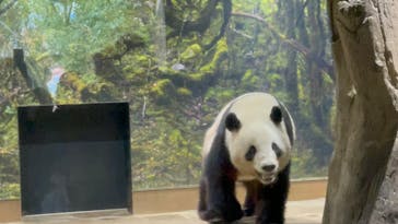 恩賜上野動物園に投稿された画像（2025/11/23）