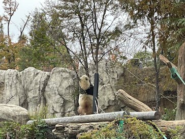 恩賜上野動物園に投稿された画像（2025/11/23）