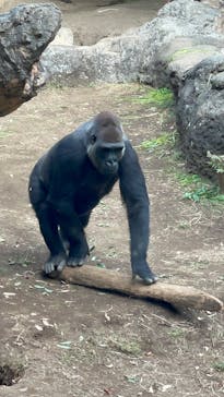 恩賜上野動物園に投稿された画像（2025/11/23）