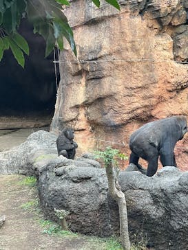 恩賜上野動物園に投稿された画像（2025/11/23）