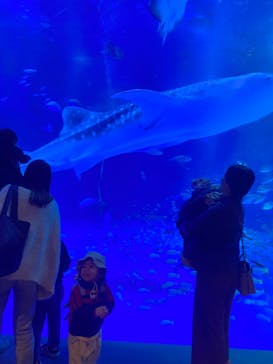 のとじま水族館に投稿された画像（2025/11/23）