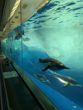名古屋港水族館に投稿された画像（2025/11/23）