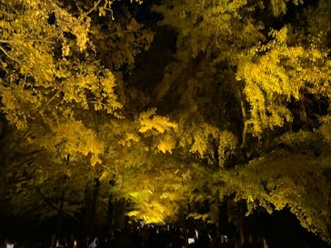 国営昭和記念公園 秋の夜散歩に投稿された画像（2025/11/23）