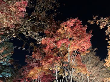 国営昭和記念公園 秋の夜散歩に投稿された画像（2025/11/23）