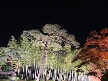 国営昭和記念公園 秋の夜散歩に投稿された画像（2025/11/23）