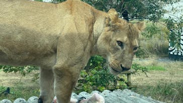 東京動物園協会_多摩動物公園に投稿された画像（2025/11/23）