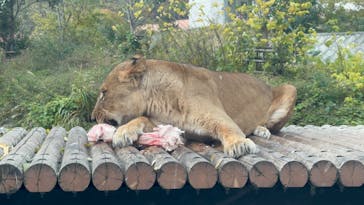 東京動物園協会_多摩動物公園に投稿された画像（2025/11/23）