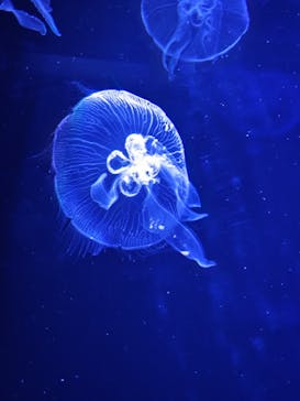 マリンワールド海の中道に投稿された画像（2025/11/24）