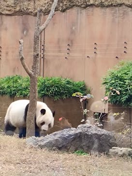 恩賜上野動物園に投稿された画像（2025/11/24）