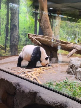 恩賜上野動物園に投稿された画像（2025/11/24）