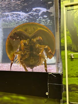 越前松島水族館に投稿された画像（2025/11/24）