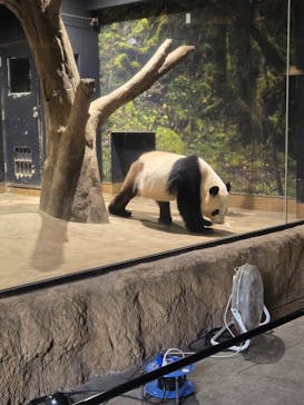 恩賜上野動物園に投稿された画像（2025/11/24）