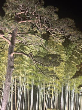 国営昭和記念公園 秋の夜散歩に投稿された画像（2025/11/24）