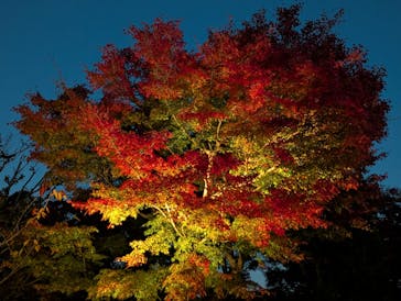 勝尾寺に投稿された画像（2025/11/24）