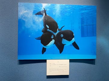 名古屋港水族館に投稿された画像（2025/11/24）