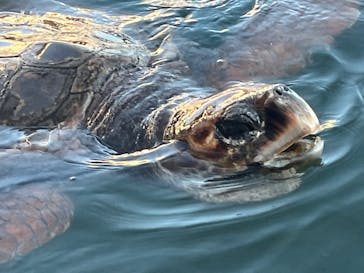 串本海中公園水族館に投稿された画像（2025/11/24）