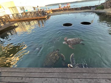 串本海中公園水族館に投稿された画像（2025/11/24）