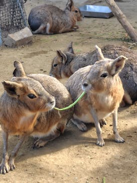 伊豆シャボテン動物公園に投稿された画像（2025/11/24）