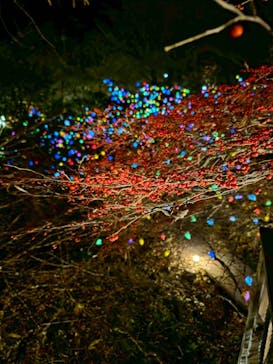 神戸六甲ミーツ・アート2025 beyondに投稿された画像（2025/11/24）